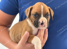 Boxer Puppies