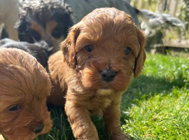 Amazing F1 Cavapoos puppies