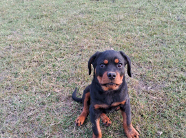 10 week old male rottweiler pup