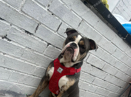 bulldog&Staffy