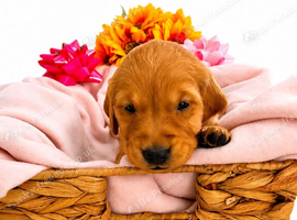 Golden retriever puppies