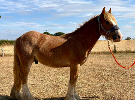Gorgeous Cob Colt to make 13.2