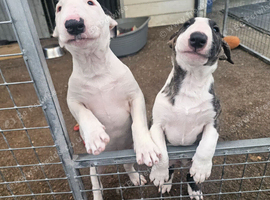 English bullterrier pups