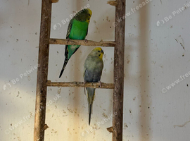 3 Budgies
