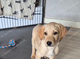 Top Quality Kc registered labrador pups