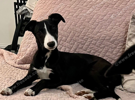 Female whippet