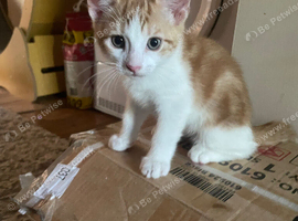 3 lovely boy kittens