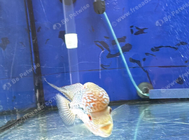 3 flowerhorns available