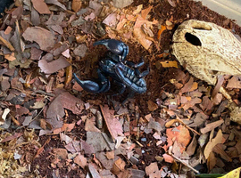 Asian Forest Scorpion and Setup - &pound;25