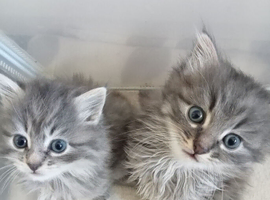 Fluffy Grey Kittens