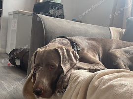 7 year old male weimeraner