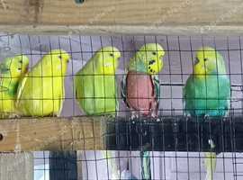 Budgies for sale x9