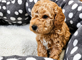 Beautiful Toy Poodle Puppies &ndash; 1 Boy & 1 Girl Available