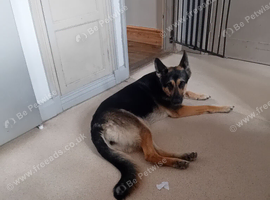 2.5 Yr old female German shepard