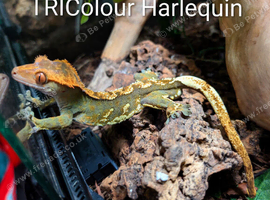 Male Crested Gecko & Full setup