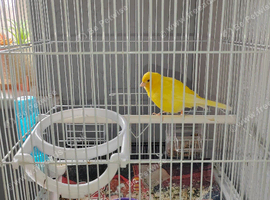 Canary