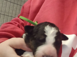 8 beautiful puppies