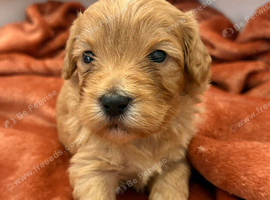 Miniature cockerpoo puppies