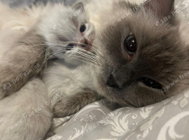 Ready  Ragdolls