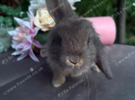 Opal Doe Mini lop