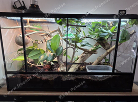 3x whites tree frog with full setup