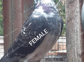 COLOUR RACING PIGEONS