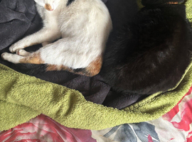 Missing Calico Cat Gala