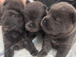 Chow chow puppies for sale