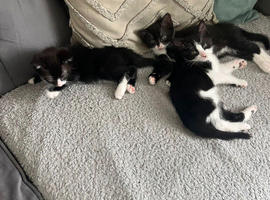 tuxedo kittens