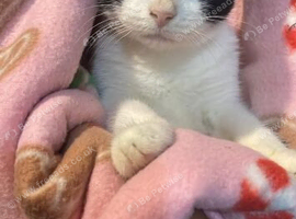 Urgently 3-Month-Old Boy Kitten