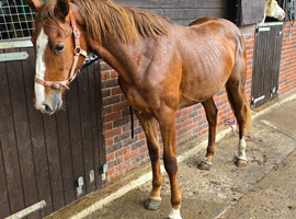 Lovely 2yr sports horse gelding