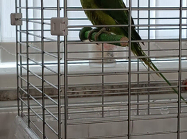 Young green ringneck + cage