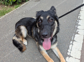 Beautiful shepsky puppy