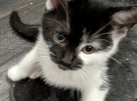 Female kitten