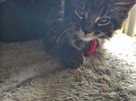 Maine coon kittens