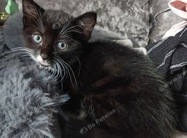 8 week old black & white kittens