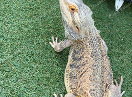Male bearded dragon