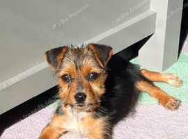 Terrier cross jack Russel