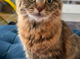 British long hair cross tabby