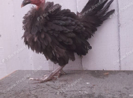 Necked neck chicken