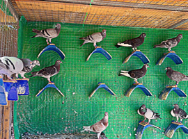Racing pigeon