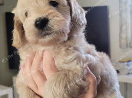 Beautiful Maltipoo Puppy 6 weeks old x1 Boy left