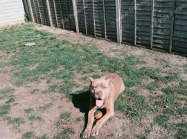 Beautiful trained mastiff boy
