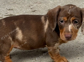 most gorgeous, beautiful dachshunds