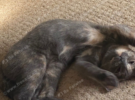 Wanted kitten