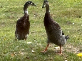 Beautiful Indian Runner Drakes
