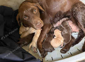 Chocolate/Yellow Lab puppies