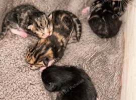 Six beautiful kitten