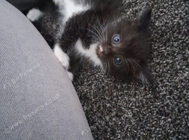 Kittens