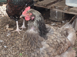 Speckled sussex cockerel